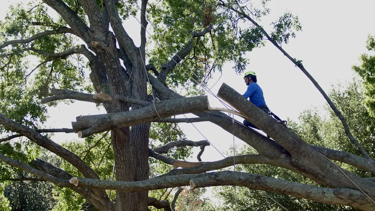 Professional Crown Thinning performed by certified arborists in Fenwick